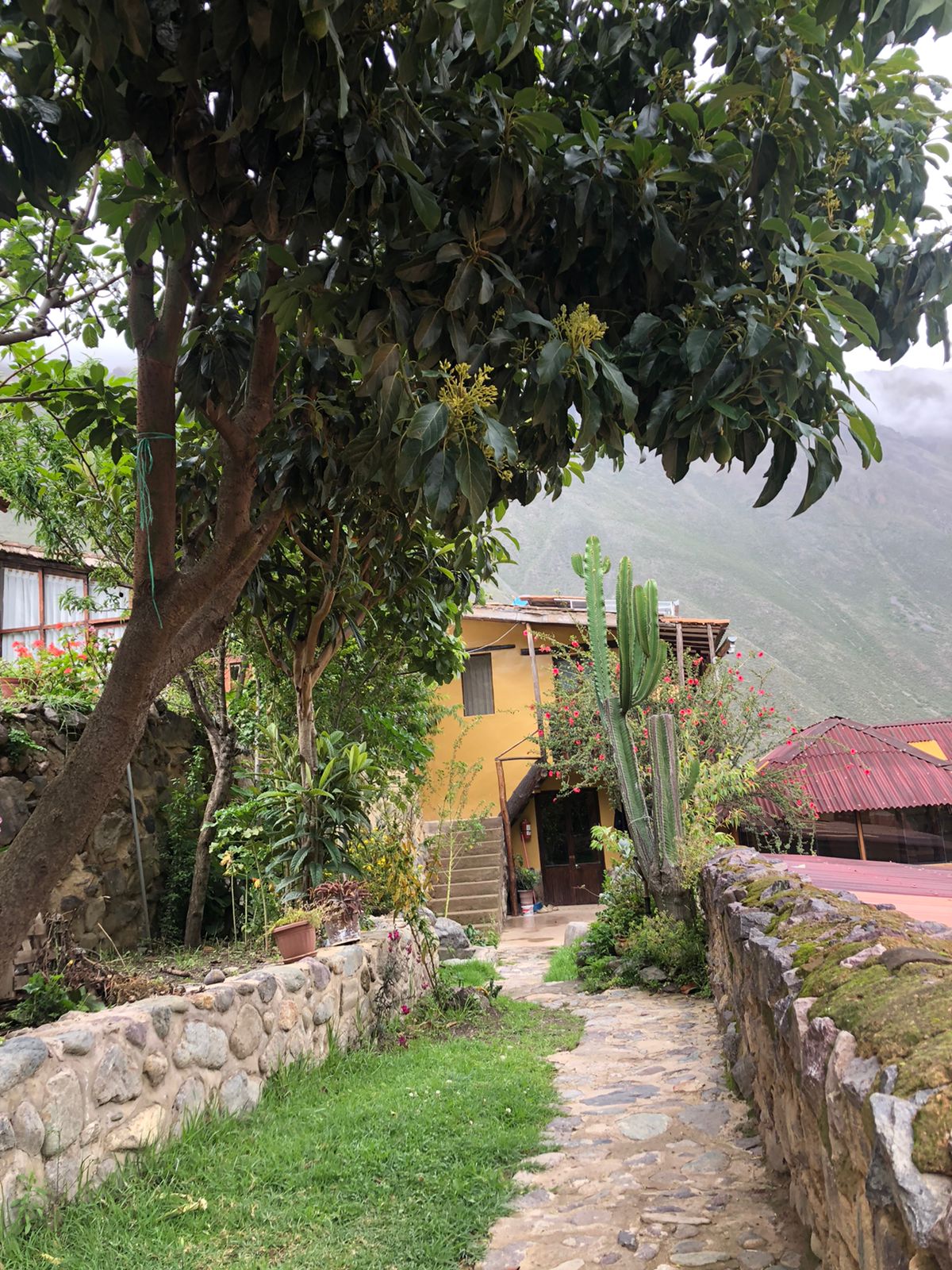 A stone pathway meanders between lush greenery and flowering plants, leading to a charming yellow house nestled against a mountainous backdrop. A tall cactus and a large tree provide shade along the path, enhancing the tranquil outdoor setting.