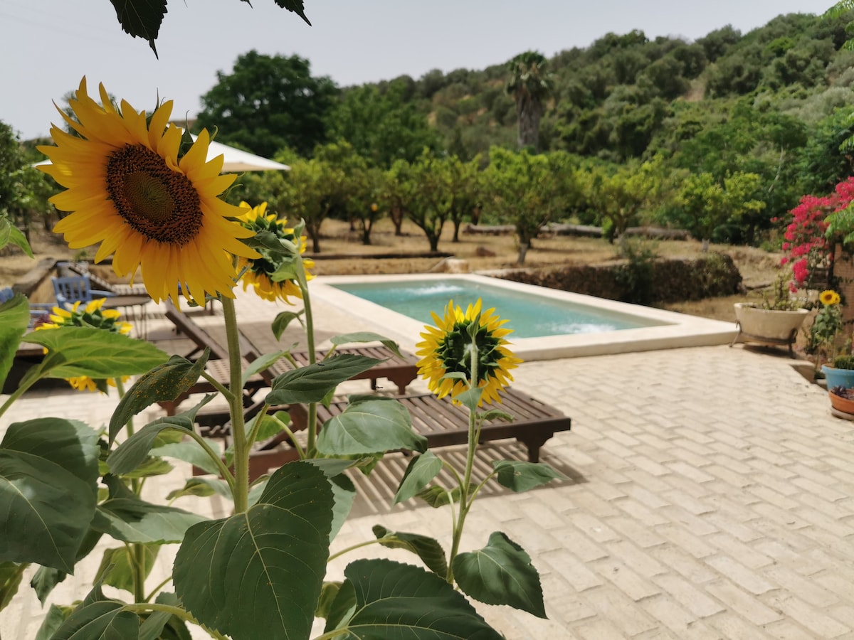 The image captures a serene outdoor area featuring a swimming pool surrounded by sun loungers. Sunflowers in the foreground add vibrant color, complementing the lush greenery of trees and flowering plants in the background. The setting conveys a peaceful environment ideal for relaxation.