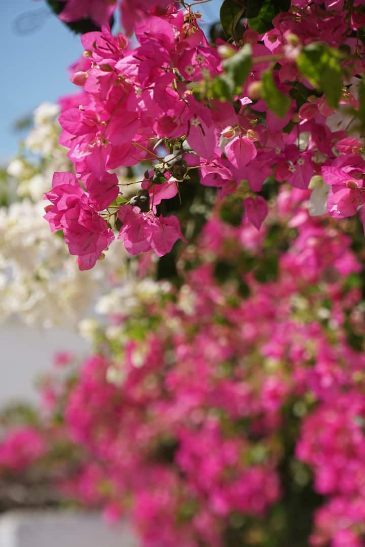 Olive 3 Home - Santorini