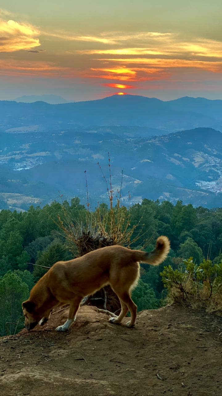 A dog is seen exploring the foreground with a backdrop of layered mountains. A sunset casts warm hues across the sky, creating a serene atmosphere. Lush greenery surrounds the scene, enhancing the connection to nature.