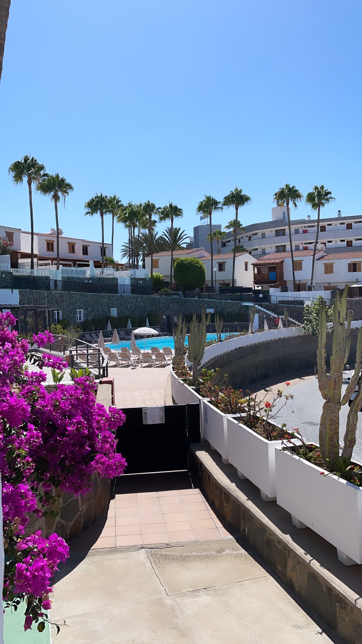 The image presents a view of a vibrant pathway lined with blooming bougainvillea leading to a communal pool area. Surrounding the pool are palm trees and several loungers, with buildings providing a backdrop under clear blue skies.