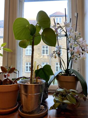 Lys og hyggelig lejlighed gallery image 4