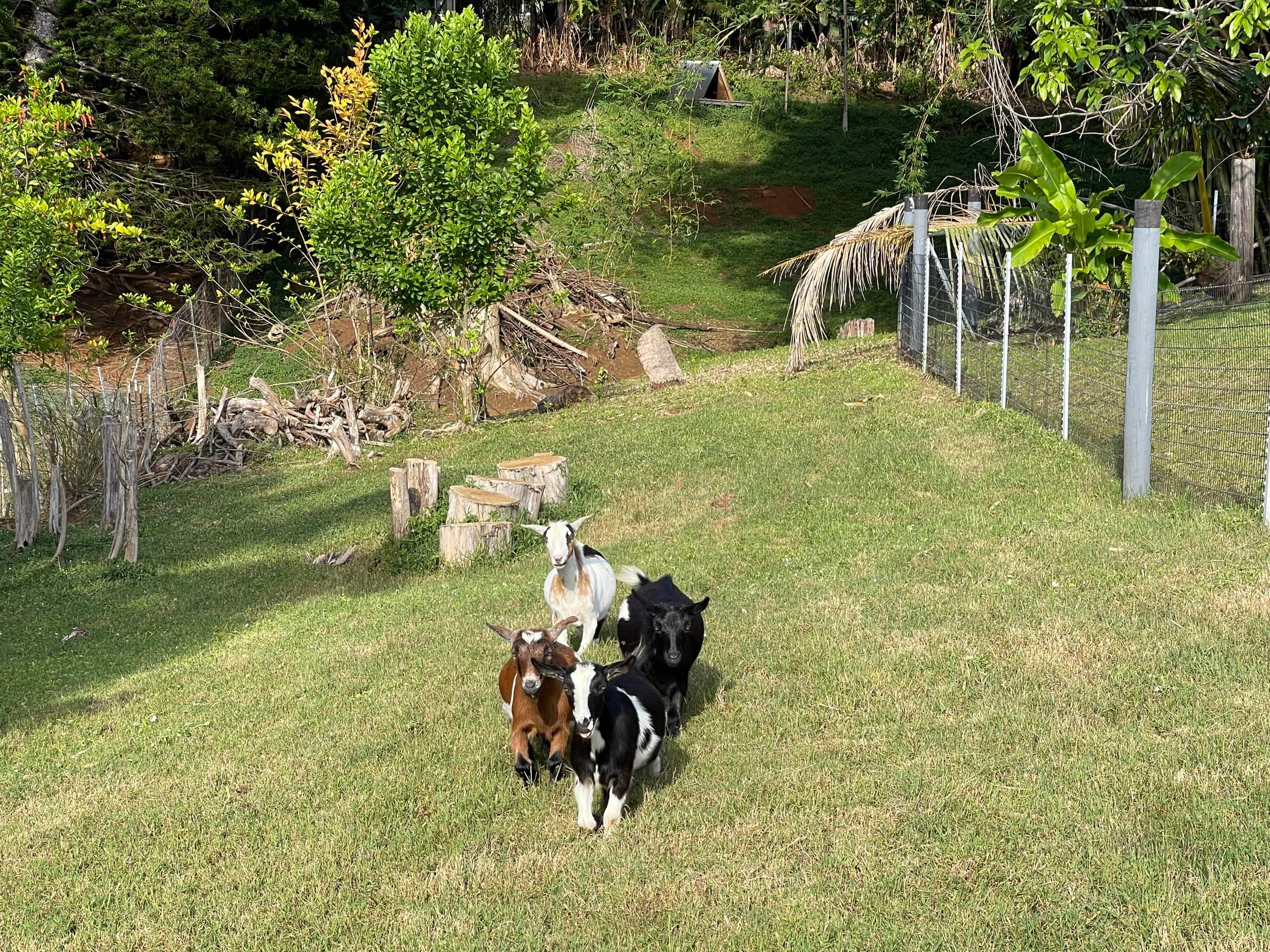 Haiku Hideaway - Stand-alone 2 bedroom farm house - Photo 83