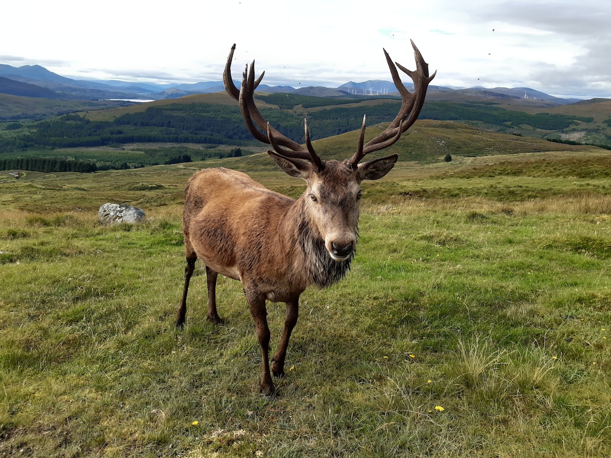 A majestic stag stands prominently in a lush green field, displaying its impressive antlers. Rolling hills and valleys stretch out in the background, dotted with trees. The weathered terrain reflects natural beauty, with a soft sky visible above.