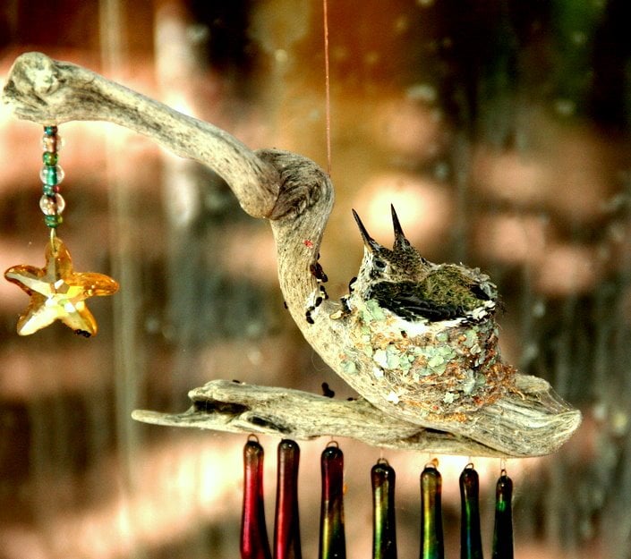 Ces colibris à large carillon comme le carillon du vent pour un lieu de nidification.