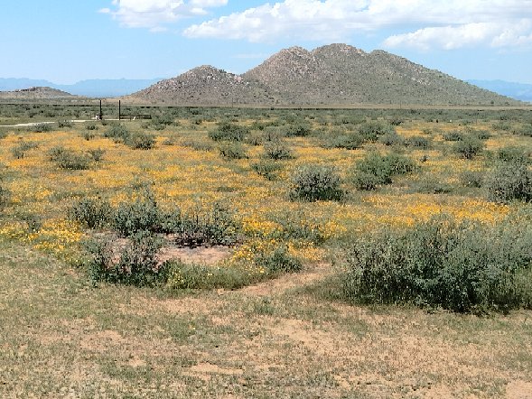 Vast open fields covered with vibrant yellow wildflowers are visible, set against a backdrop of low mountains under a clear blue sky. The serene landscape conveys a sense of tranquility and natural beauty, with scattered shrubs complementing the floral display.
