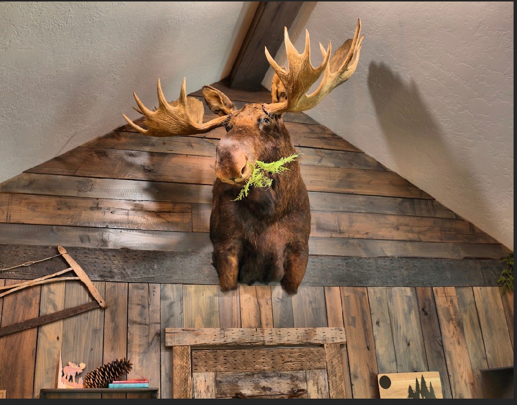 A handcrafted moose head mount is displayed prominently on a wooden wall, surrounded by natural materials. The antlers are large and detailed, while a small green fern adds a touch of color, enhancing the rustic charm of the cabin's decor.