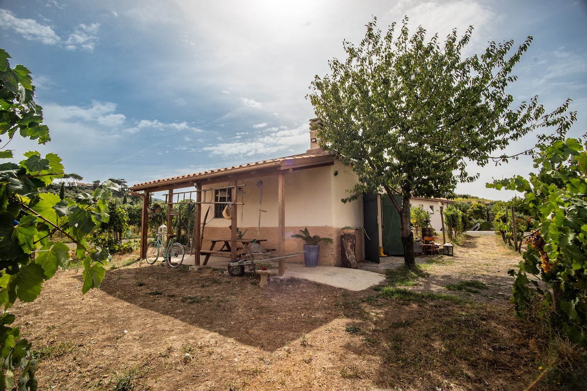 A charming cottage is surrounded by lush vineyards, featuring a simple outdoor area with a shaded patio. A large tree provides shade, while a bicycle rests nearby. The building showcases a rustic design with a terracotta roof and light-colored walls.