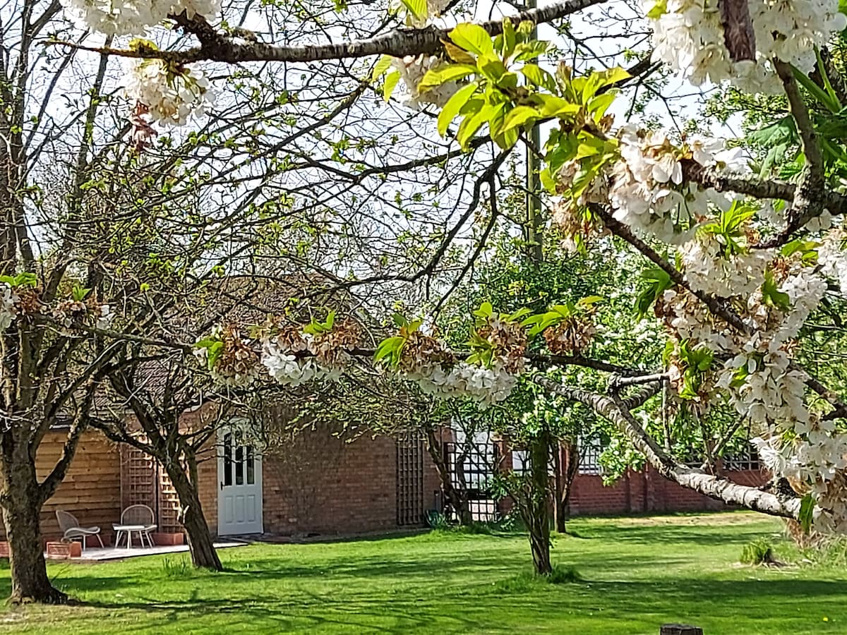 Blossoming trees frame a lush green garden, dotted with white flowers. A charming brick structure is visible in the background, complemented by a patio area with two chairs. The scene conveys a serene environment with well-maintained grass and a peaceful atmosphere.