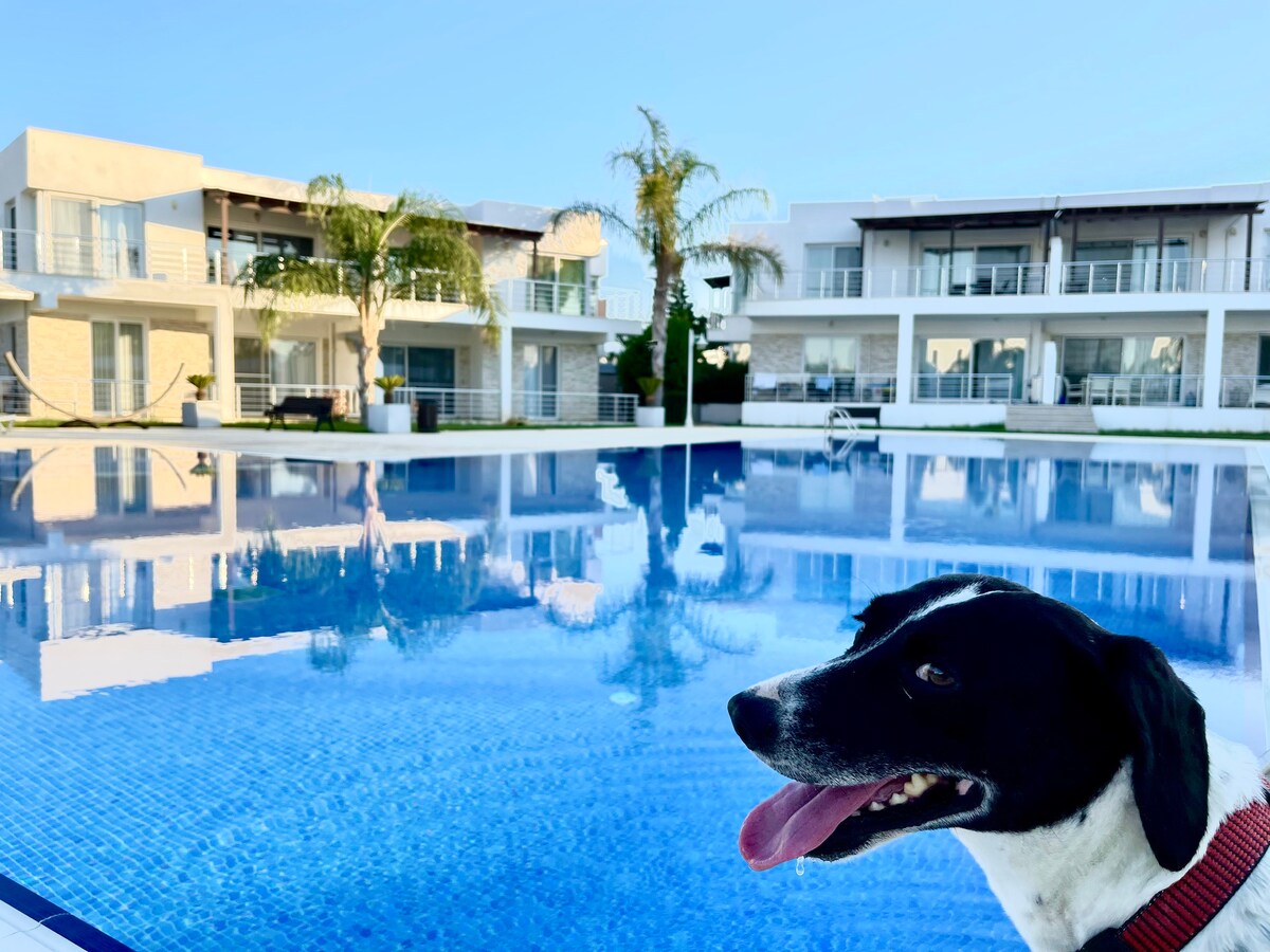 A large swimming pool reflects the clear blue sky, surrounded by modern two-story buildings. Green palm trees provide a tropical touch, while a dog sits in the foreground, appearing relaxed. Comfortable lounge areas can be seen throughout the poolside space.