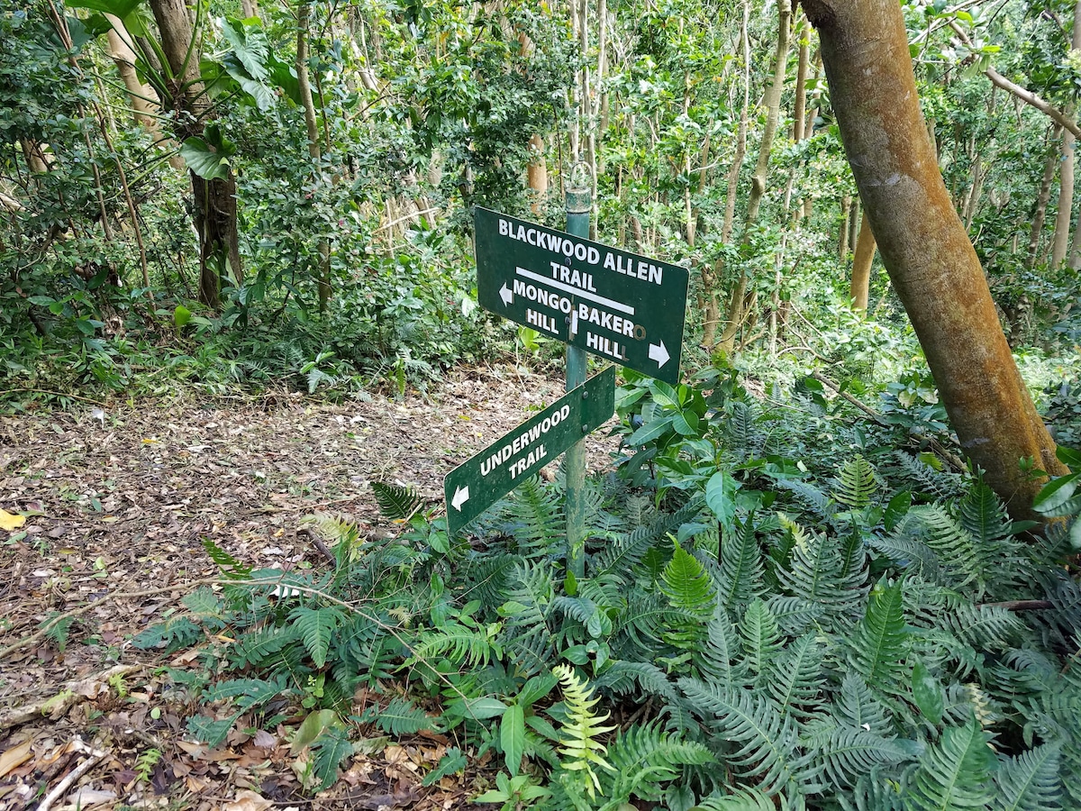 A wooden trail sign, featuring three directional arrows, is visible among lush greenery. The sign points to the Blackwood Allen Trail, Mongo Baker Hill, and Underwood Trail, surrounded by dense vegetation and ferns, indicative of a natural hiking environment.