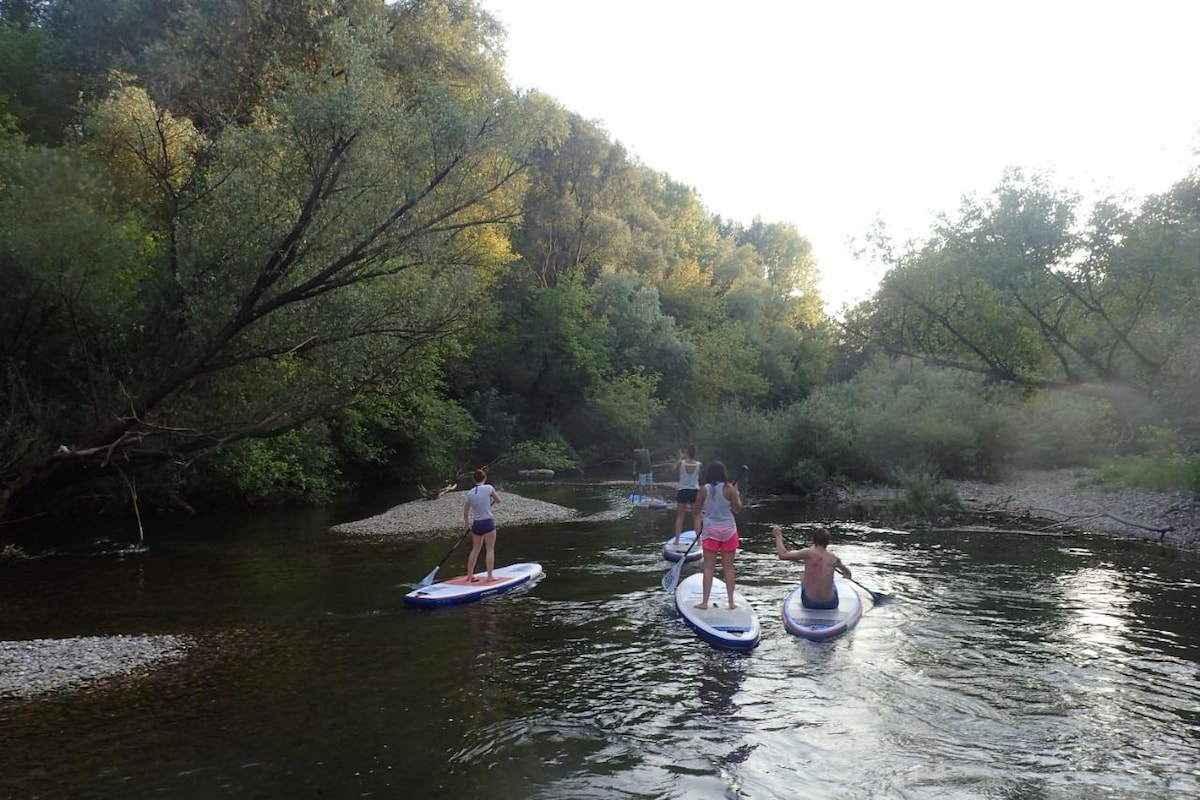 Four individuals navigate stand-up paddleboards along a gentle river. Lush green trees line the waterway, creating a serene backdrop. The sunlight filters through the foliage, reflecting softly on the river's surface. Gravel and sandy shores are visible along the edges.