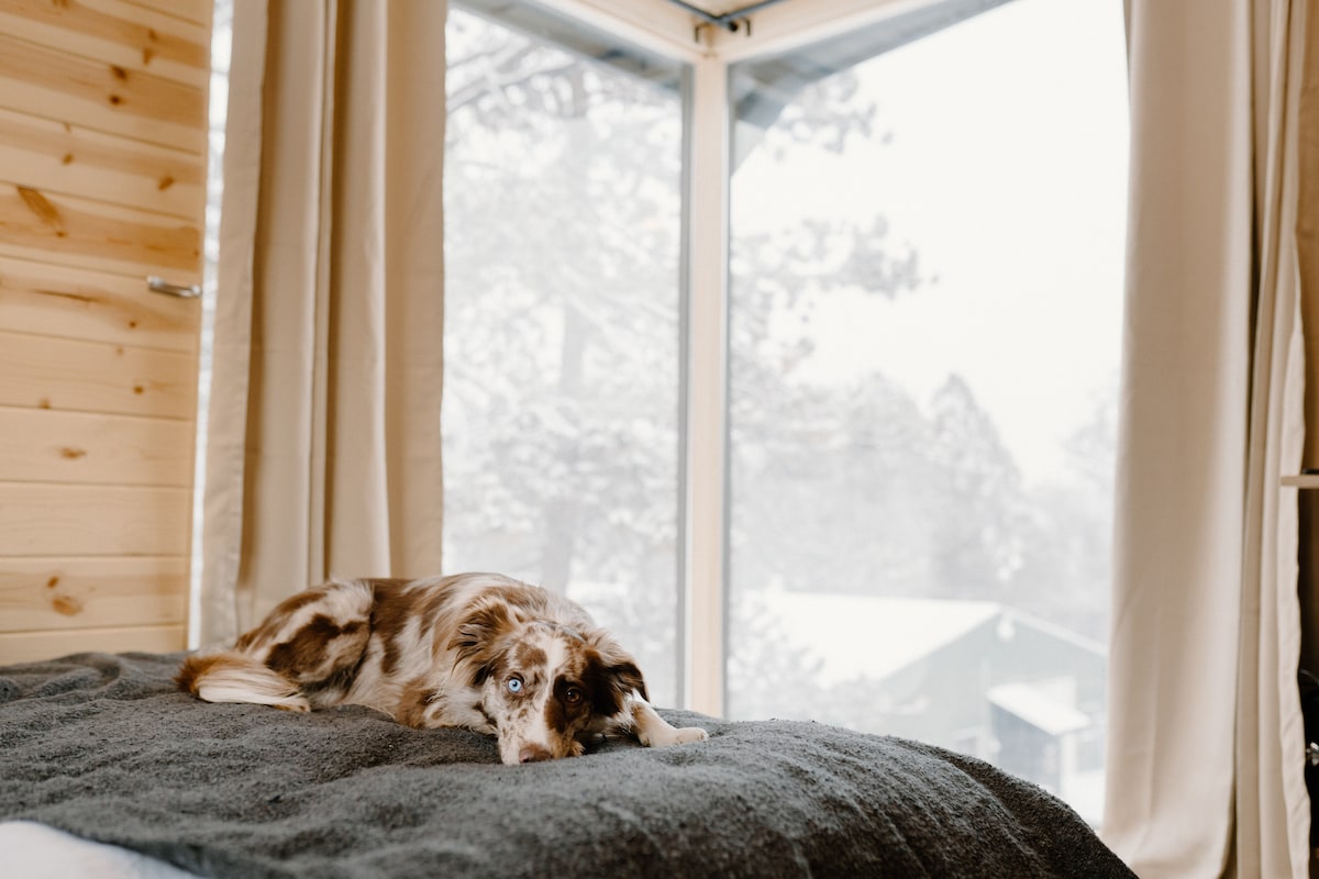 A cozy bed is layered with a soft blanket, where a dog relaxes, gazing towards a large window. Outside, a snowy landscape is visible, framed by sheer curtains that allow soft light to filter in.