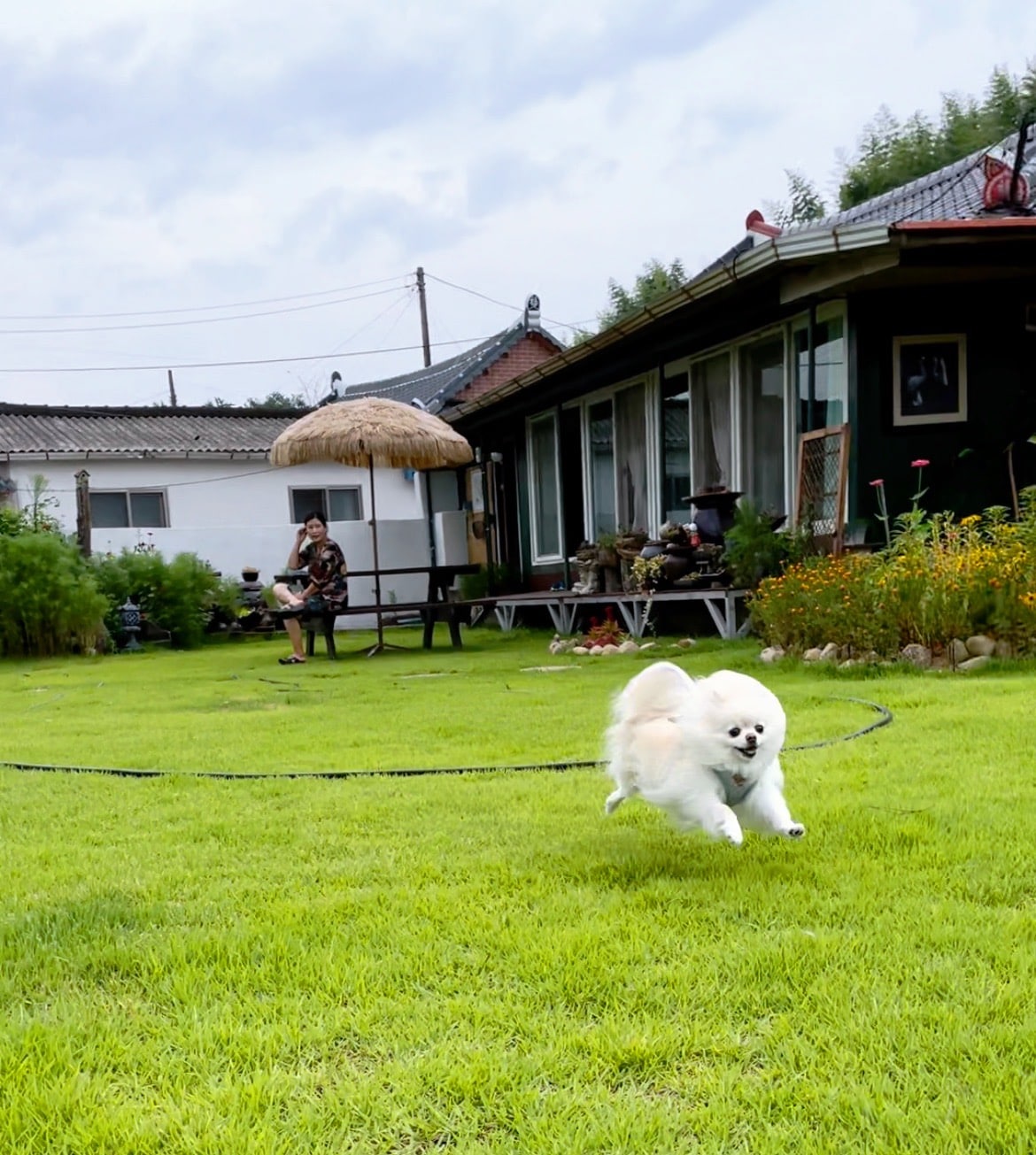 A small white dog is seen running playfully across a lush green lawn in the foreground. In the background, a cozy house is visible, featuring a spacious porch with benches and a thatched umbrella, surrounded by blooming flowers and tall grass.