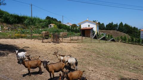 Joana's House, Quinta Carmo - Alcobaça/Nazaré