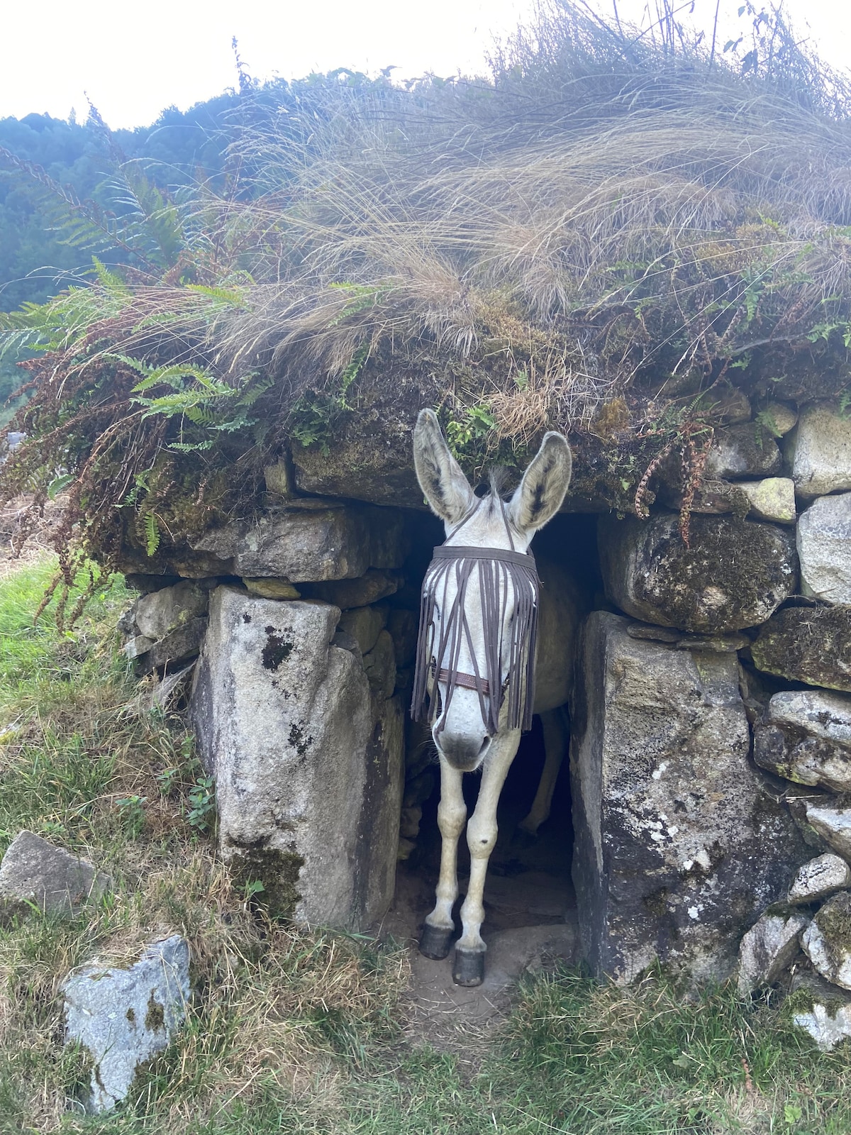 A donkey is seen standing at the entrance of a stone structure, its head partially shielded by a natural plant-covered top. The surrounding landscape includes lush greenery and various stones, creating a rustic and serene environment.