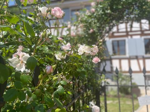 Serene Alsace Retreat: Historic Studio Near Basel