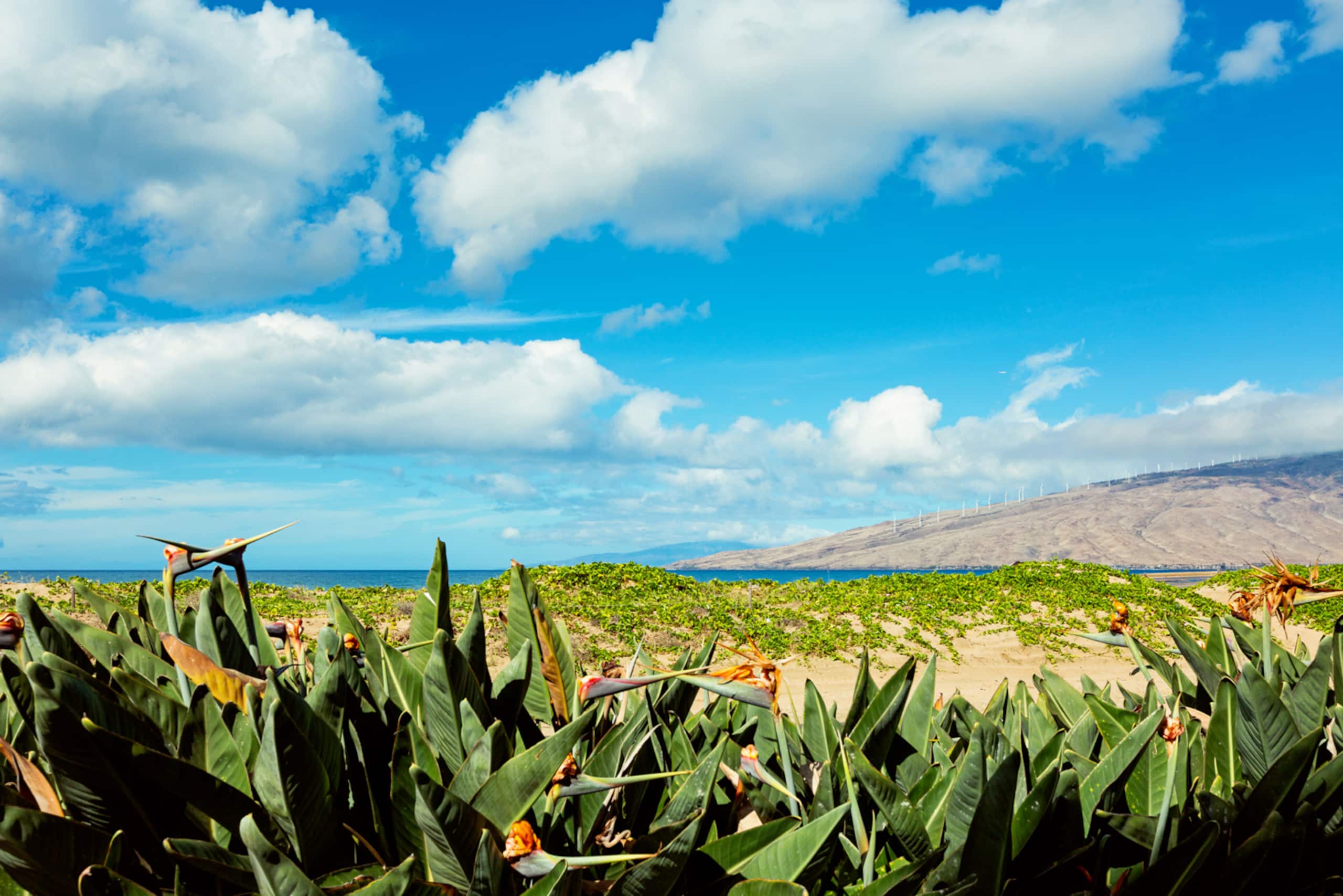 Condo in Kihei · ★4.87 · 2 bedrooms · 3 beds · 1 bath - Image 34