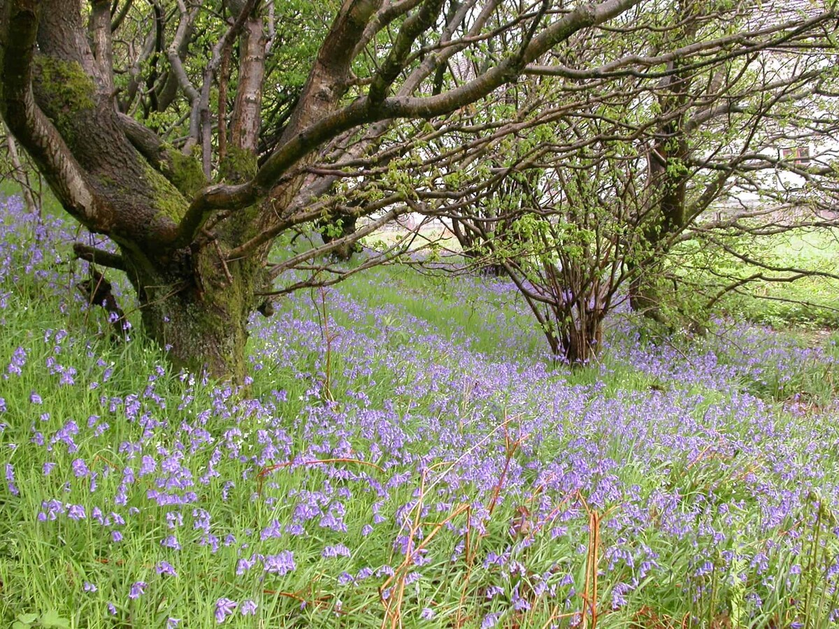 A serene landscape features a cluster of trees surrounded by a field of bluebells. The gentle slope of vibrant green grass complements the delicate purple flowers, creating a calming natural setting under a softly dappled canopy.
