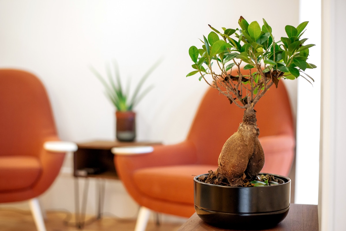 A small bonsai plant is displayed in a black pot atop a wooden table. Two cozy, orange armchairs are visible in the background, accompanied by a green plant in a pot on a side table, creating a calming interior setting.