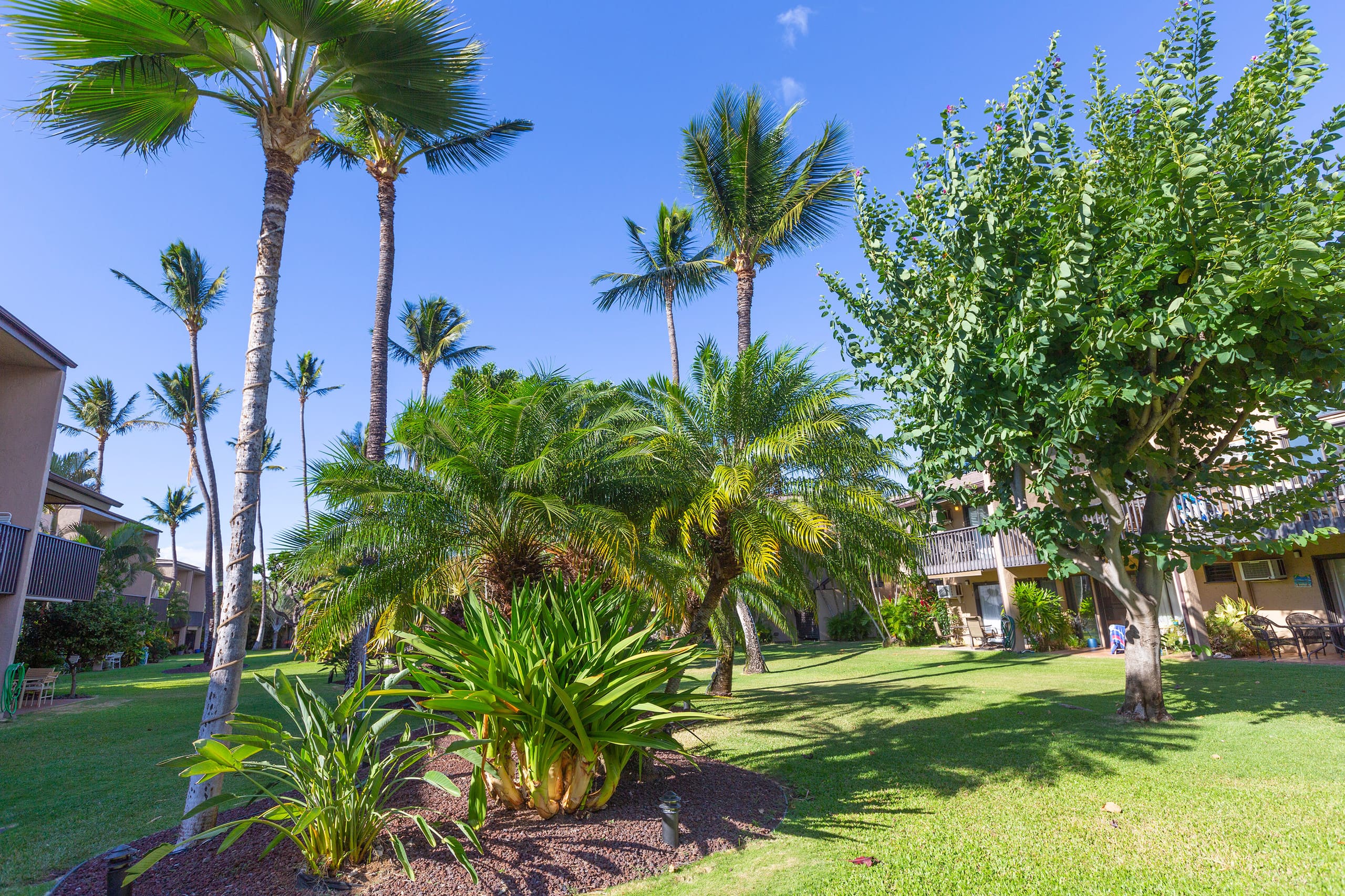 Condo in Kihei · ★4.95 · 2 bedrooms · 4 beds · 1 bath - Image 22