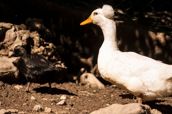 Foresteria Botton d’oro Valle Imagna gallery image 4