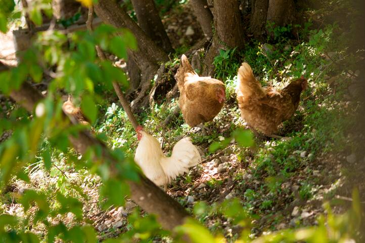 Foresteria Botton d’oro Valle Imagna gallery image 3