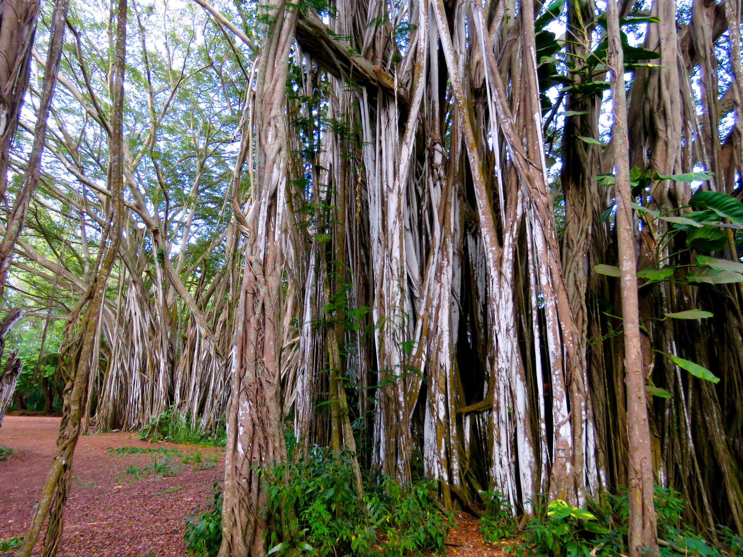Home in Kahuku · ★4.71 · 2 bedrooms · 2 beds · 2 private baths - Image 23