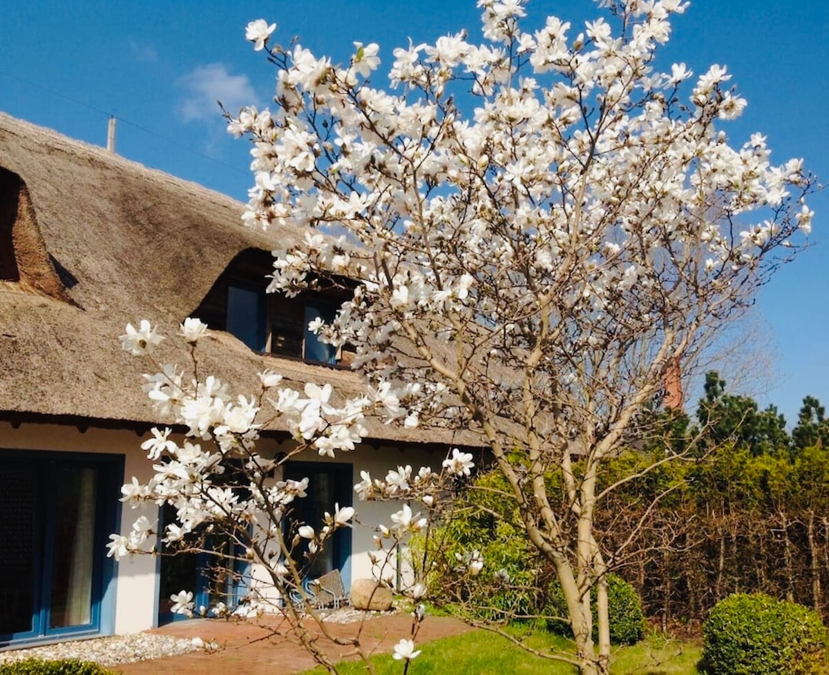 A flowering magnolia tree stands in front of a traditional thatched-roof house. The tree showcases white blossoms against a clear blue sky. Trimmed hedges and gravel pathways frame the landscaped garden, enhancing the serene outdoor setting.