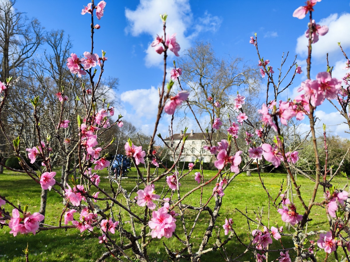 Delicate pink blossoms adorn branches in the foreground, creating a vibrant contrast against the lush green lawn. In the background, a spacious white building is visible, framed by a clear blue sky dotted with fluffy clouds.