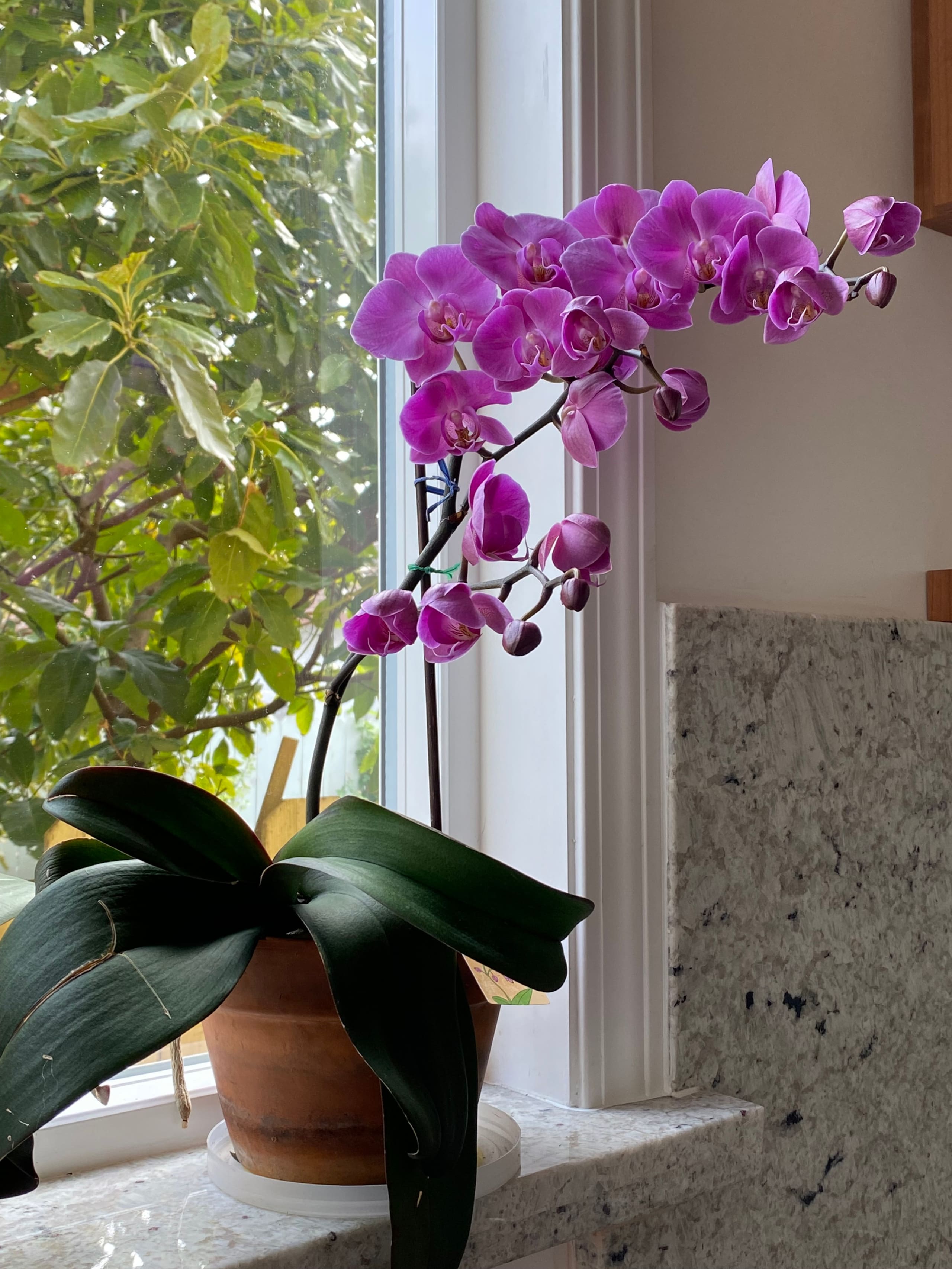 Guesthouse in South San Francisco · ★4.87 · 3 bedrooms · 3 beds · 3 private baths - Image 16