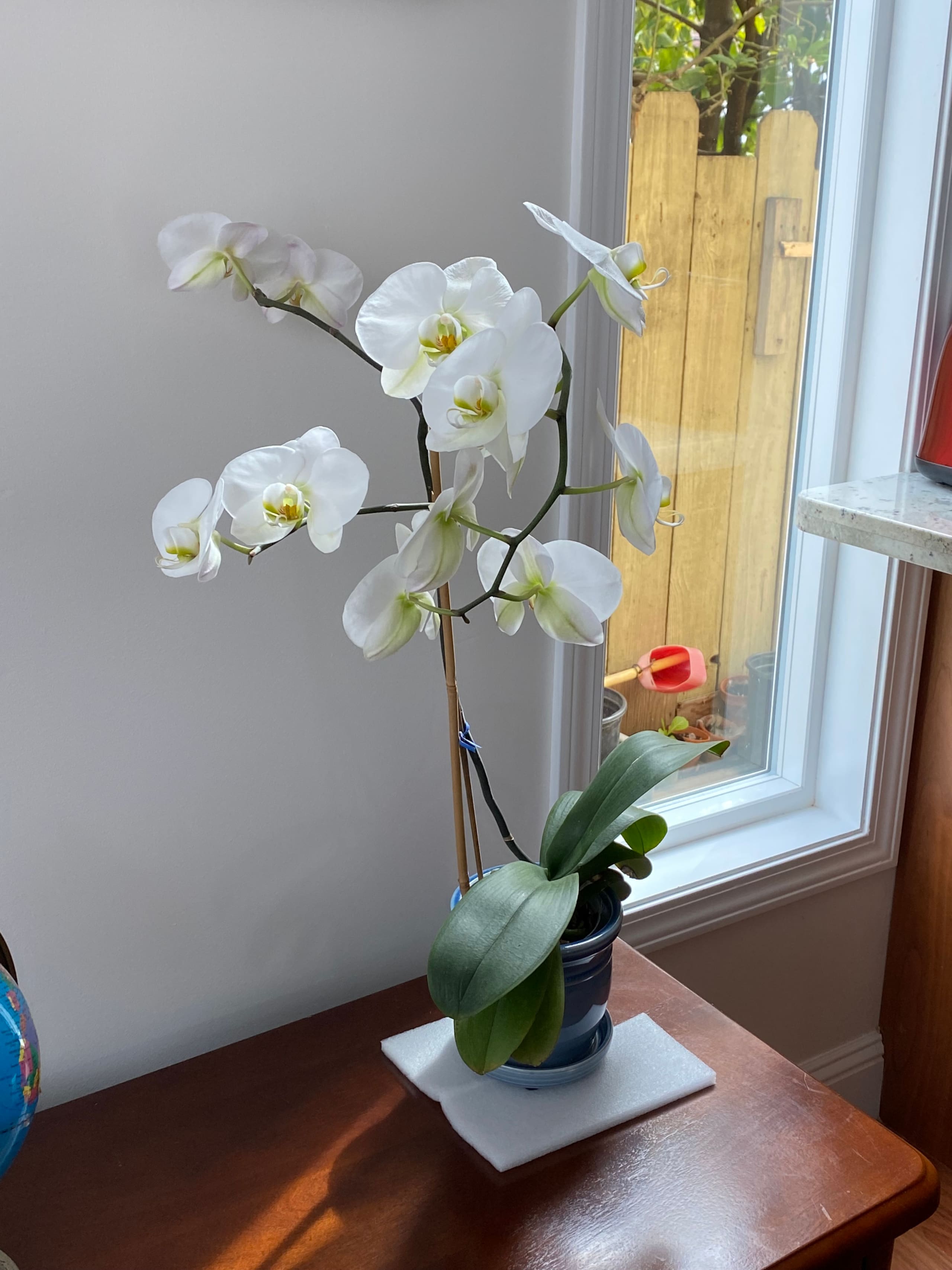 Guesthouse in South San Francisco · ★4.87 · 3 bedrooms · 3 beds · 3 private baths - Image 15
