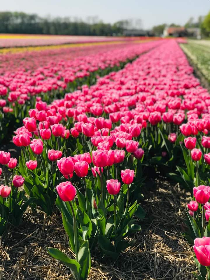 20 minutes to Amsterdam Family house. Houses for Rent in Almere