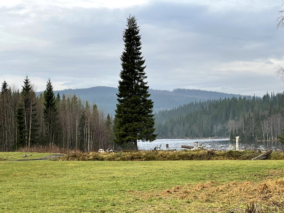 A serene landscape showcases a wide grassy area leading towards a calm body of water, surrounded by dense evergreen forests. A tall pine tree stands prominently in the foreground, offering a sense of tranquility, while distant hills provide a natural backdrop.