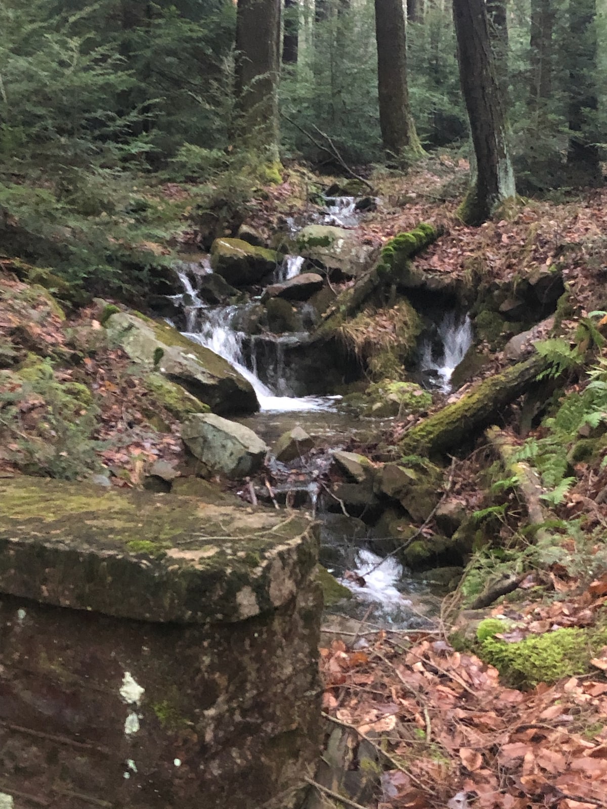 A gentle stream flows through a woodland area, surrounded by smooth stones and lush green ferns. Sunlight filters through the trees, highlighting the texture of moss-covered rocks and the soft movement of water.