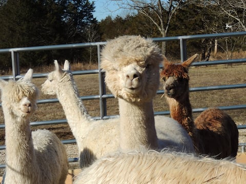 Alpaca Farm Stay (save 10% for non-refundable)