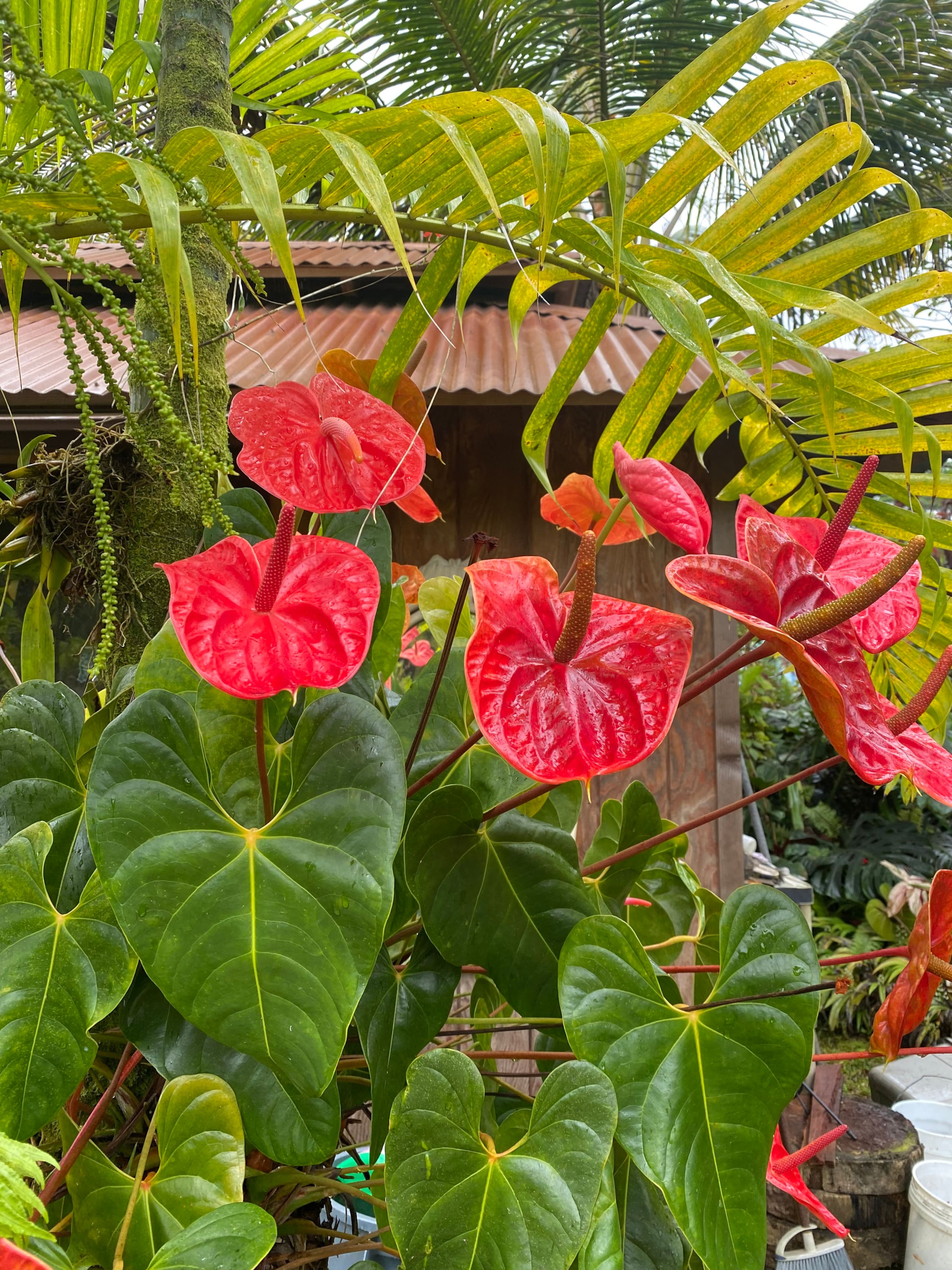 TROPICAL GARDEN OASIS - Photo 56