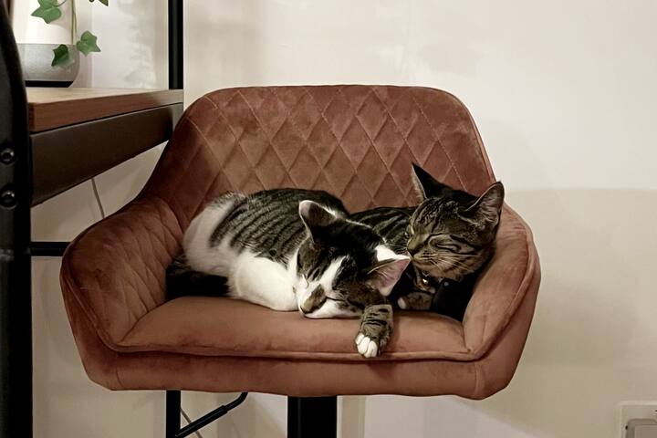 Large 5-bed home with cats, garden & terrace! gallery image 3