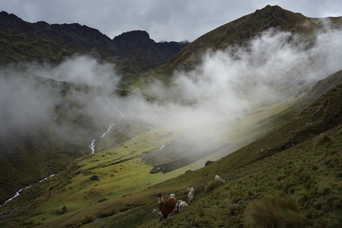 A serene landscape showcases rolling green hills and distant mountains shrouded in mist. Clouds drift low over the rocky terrain, while a group of llamas grazes peacefully in the foreground, surrounded by the tranquil natural scenery.
