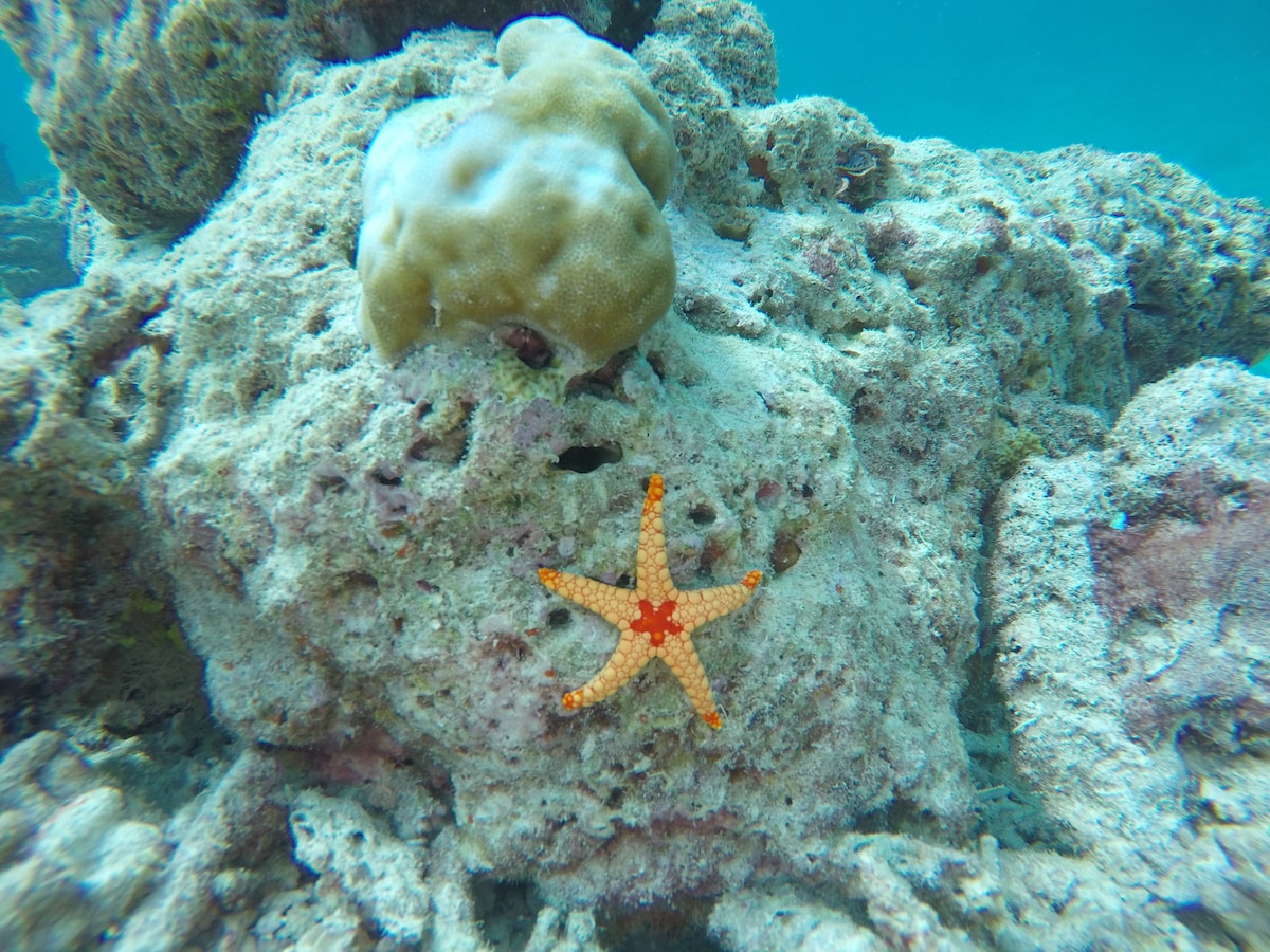 A vibrant starfish rests on a textured coral reef, surrounded by various types of coral formations. Soft sunlight filters through the water, creating a serene blue tone over the underwater scene.