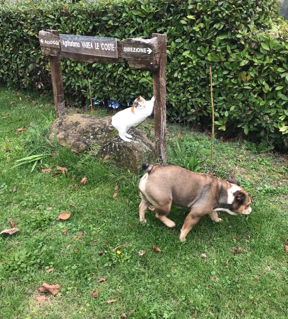 A charming sign for the agriturismo is positioned prominently amidst lush greenery. A cat perches playfully on top of a stone, while a dog walks by on the grass, highlighting the pet-friendly environment of the location.