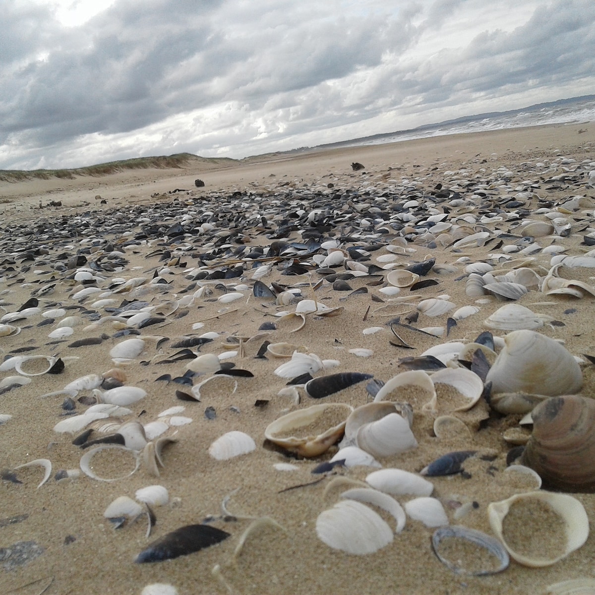 A sandy beach surface is covered with a variety of shells in shades of white, cream, and black. The horizon features rolling dunes and a cloudy sky, with gentle waves visible in the distance.