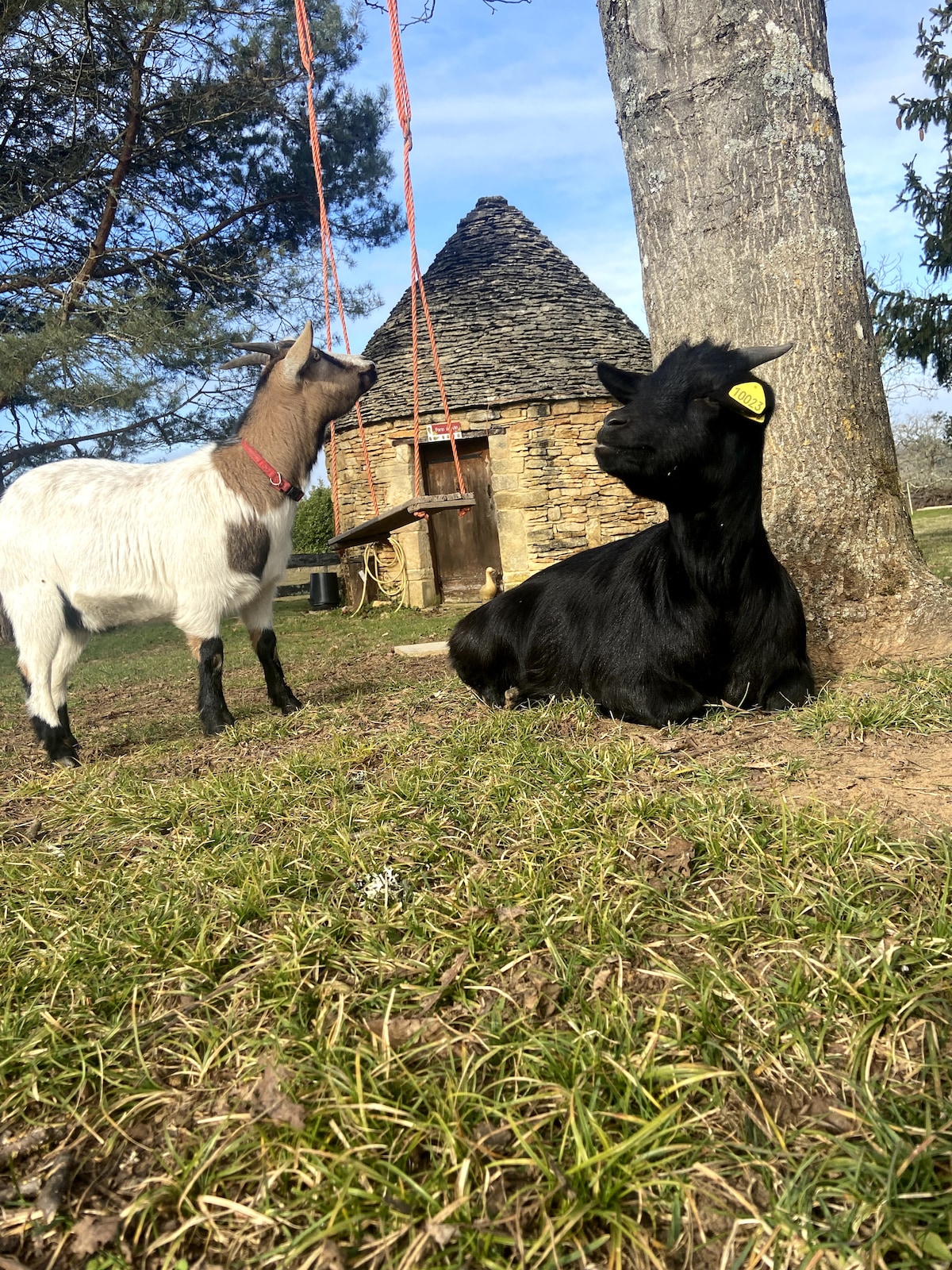 Two goats are seen in a grassy area near a large tree. One goat, white with brown spots, is standing and looking around, while another goat, black, is sitting comfortably on the ground. A rustic structure can be seen in the background.