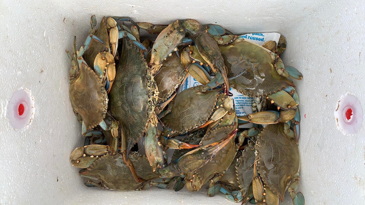 A cooler filled with live blue crabs displays a mix of sizes and colors. The crabs are arranged closely together, showcasing their hard shells and prominent claws. The cooler's interior is white, with a hint of paper visible beneath the crabs.