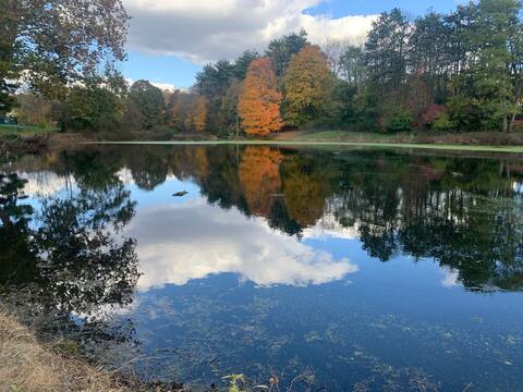 Cabin on Shimmering Pond