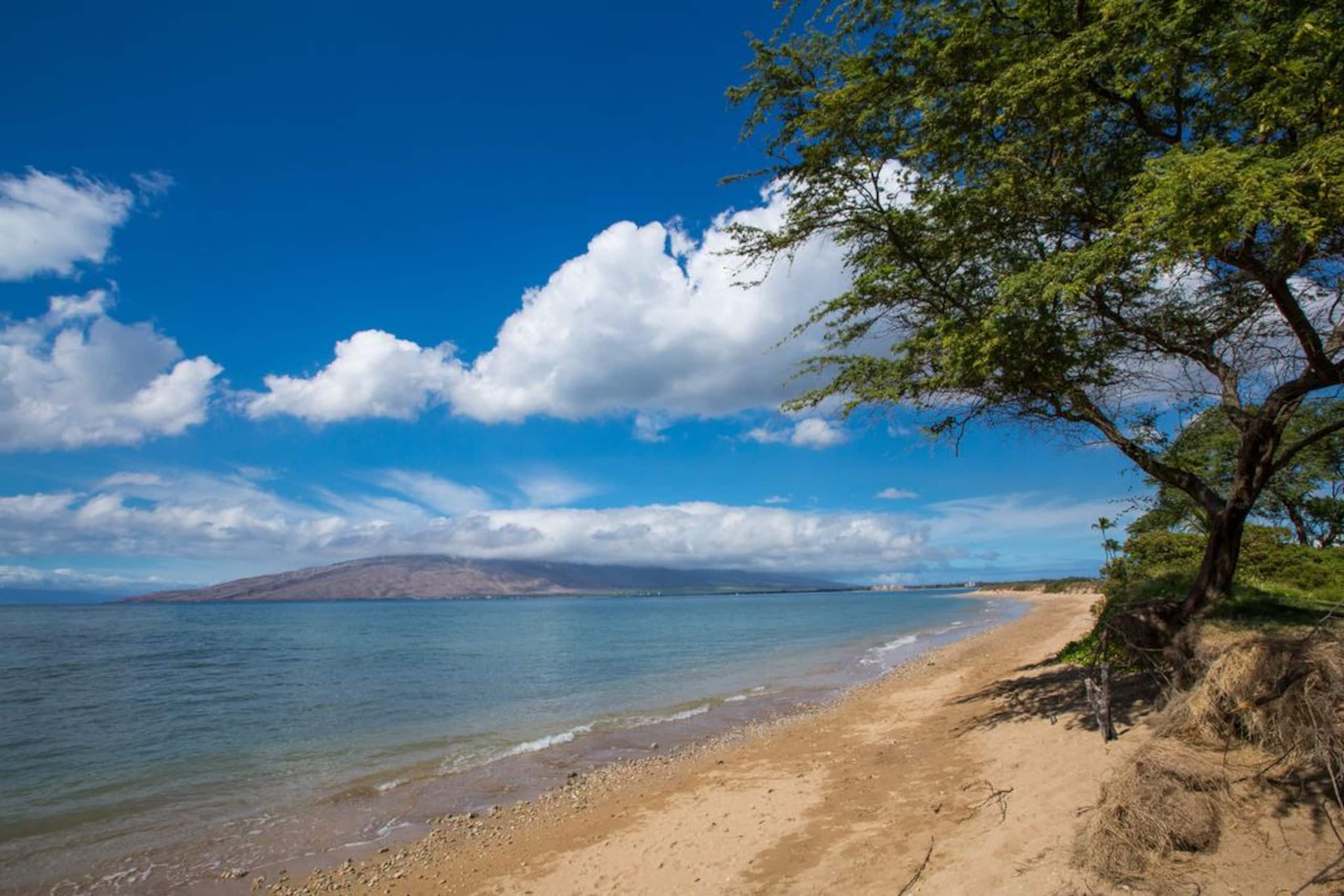 Condo in Kihei · ★4.9 · 1 bedroom · 2 beds · 1 bath - Image 26