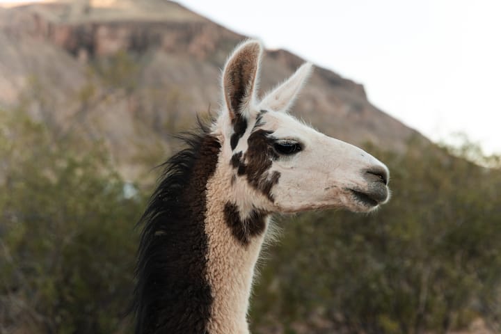 Zion Alpaca House-private, kitchen, laundry