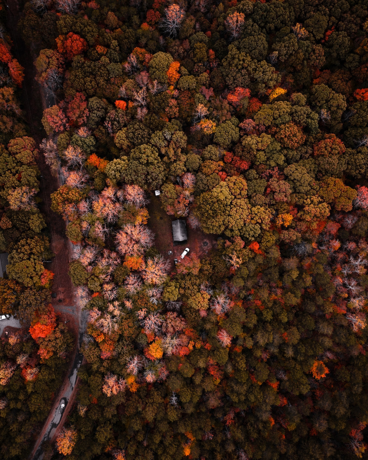 An aerial view showcases a vibrant forest of autumn foliage, featuring a mix of orange, yellow, and green trees. A small clearing is visible, containing a structure surrounded by natural beauty, with a winding road faintly visible along the edge.