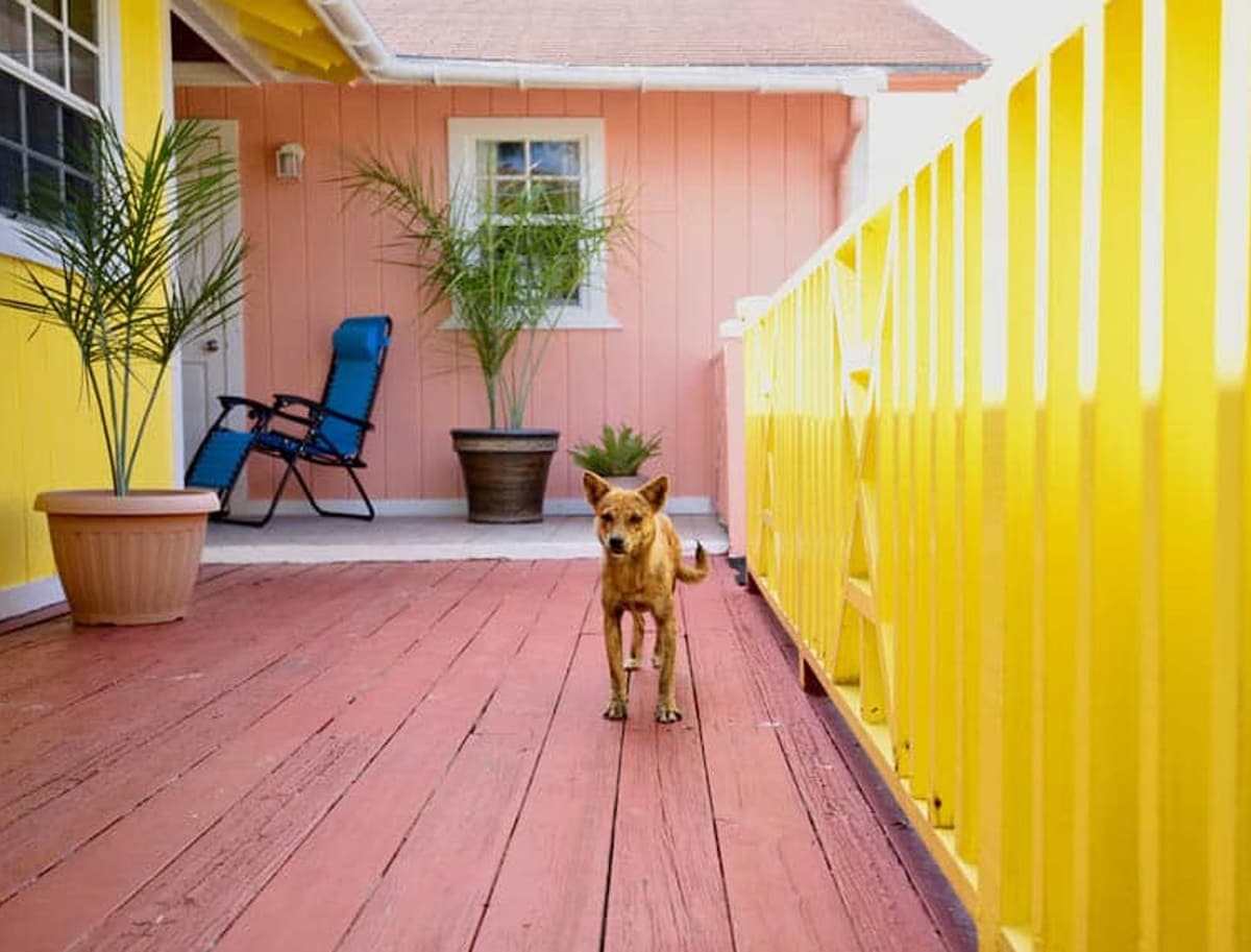 A small dog stands on a sunlit wooden deck, which features vibrant yellow railings and a terracotta pot filled with greenery. A blue reclining chair is positioned nearby, and a light pink wall serves as the backdrop, complementing the tropical setting.
