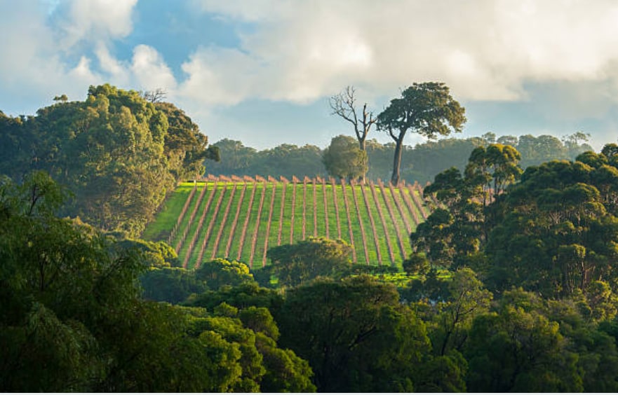A sprawling vineyard stretches across gently sloping hills, surrounded by lush green trees. The rows of grapevines are neatly aligned, creating a rhythmic pattern against the backdrop of a partly cloudy sky, adding to the serene landscape.